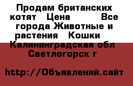 Продам британских котят › Цена ­ 500 - Все города Животные и растения » Кошки   . Калининградская обл.,Светлогорск г.